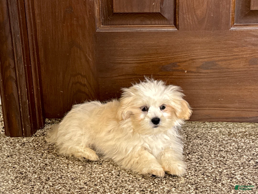 Lhasa Apso dogs for sale: Joey - Ad 3