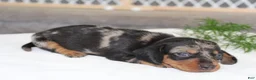Miniature Dachshund dogs for sale: Olivia - Ad 4