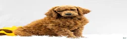 Standard Poodle dogs for sale: Major - Ad 3