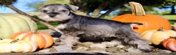 Miniature Schnauzer dogs for sale: Echo Male AKC Mini Schnauzer - Ad 6