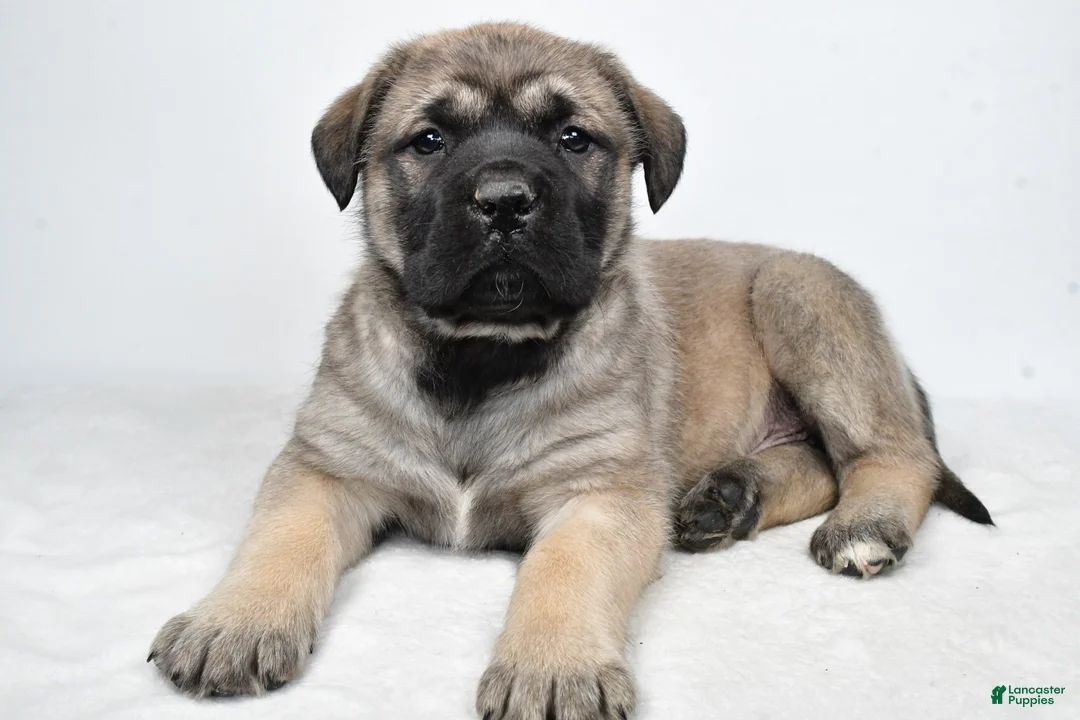 English Mastiff dogs for sale: Beauty - Ad 8
