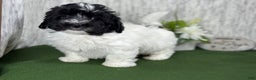 Havanese dogs for sale: Havanese Puppy 1 - Ad 9