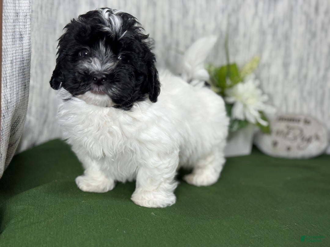 Havanese dogs for sale: Havanese Puppy 1 - Ad 9
