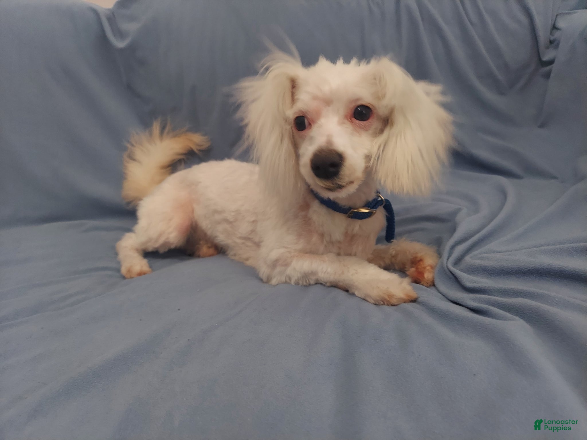 Maltipoo dogs Maltipoo Male, Apollo - in home raised, non-shedding - Ad 1