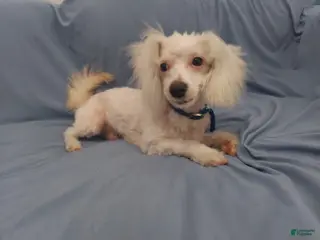 Maltipoo dogs Maltipoo Male, Apollo - in home raised, non-shedding - Ad 1