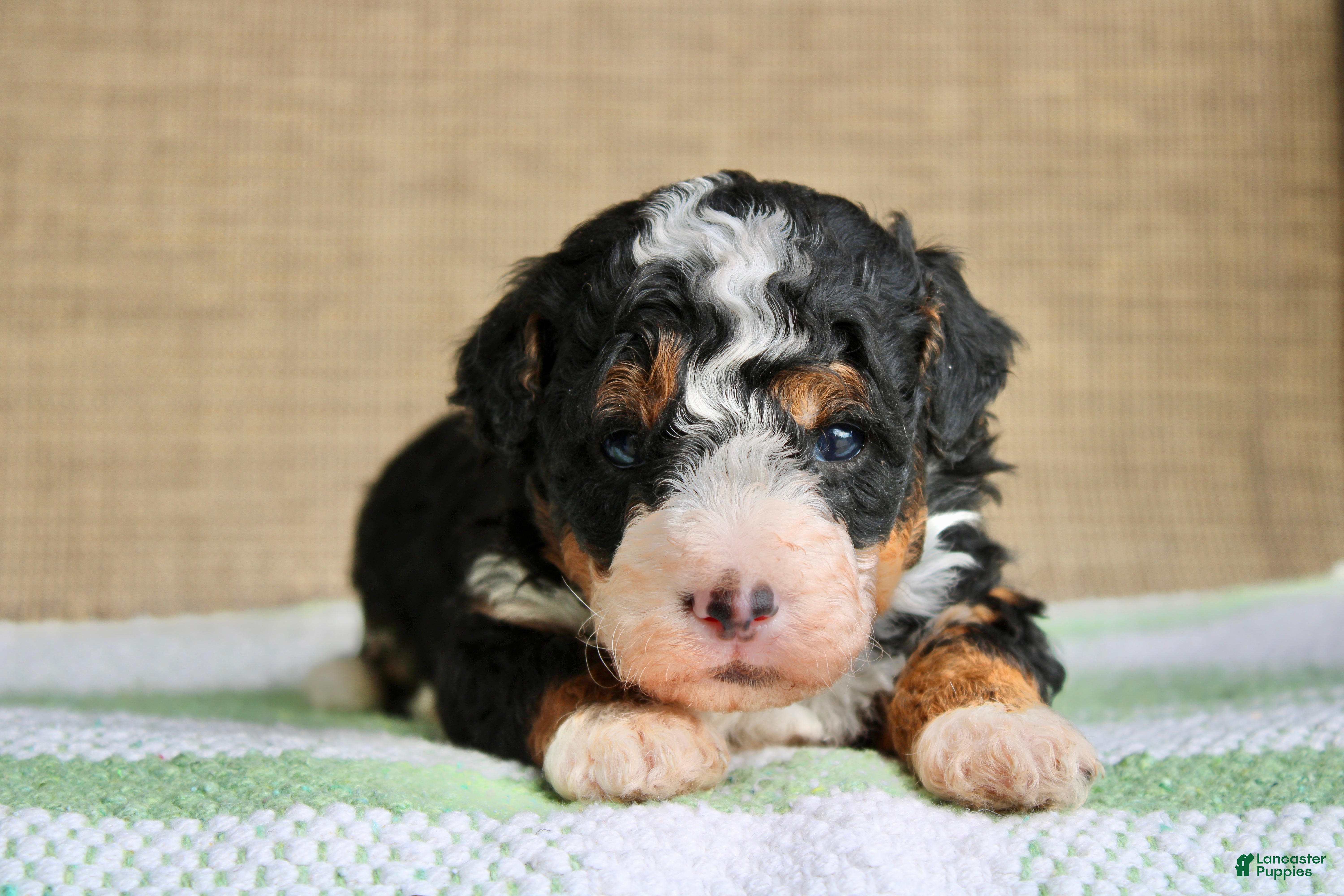 Mini Bernedoodle dogs Rocky  - Ad 1