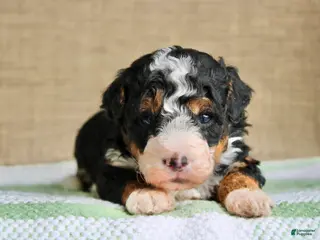 Mini Bernedoodle dogs for sale: Rocky - Ad 1