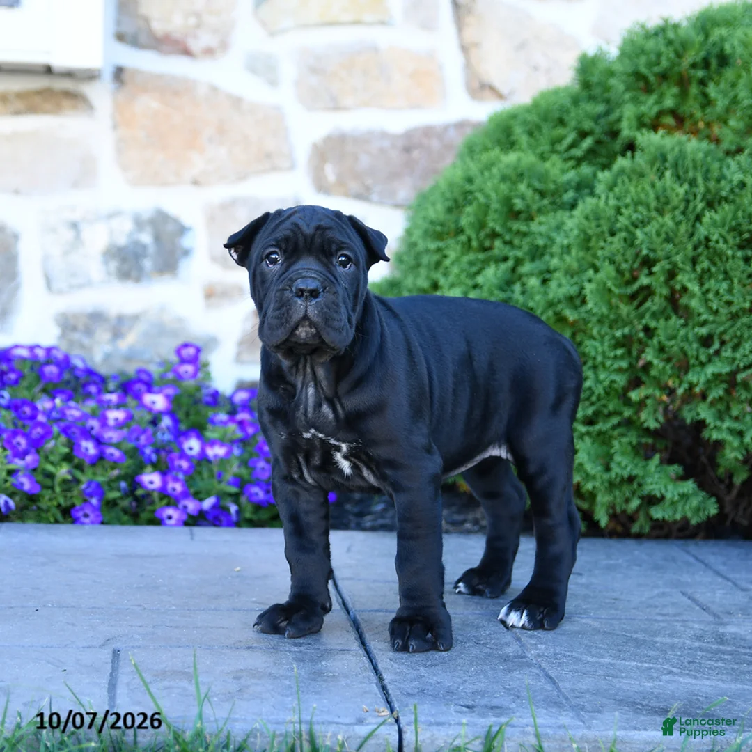 Cane Corso dogs for sale: Brooke - Ad 2