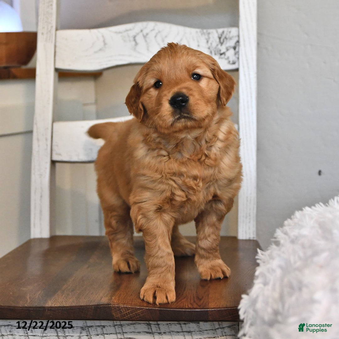 Golden Retriever dogs for sale: Remington - Ad 2
