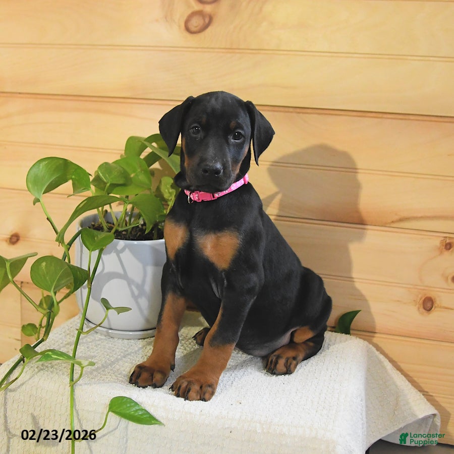 Doberman Pinscher dogs Aurora - Ad 1