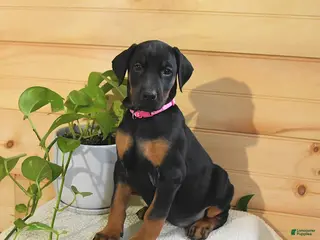 Doberman Pinscher dogs for sale: Aurora - Ad 4