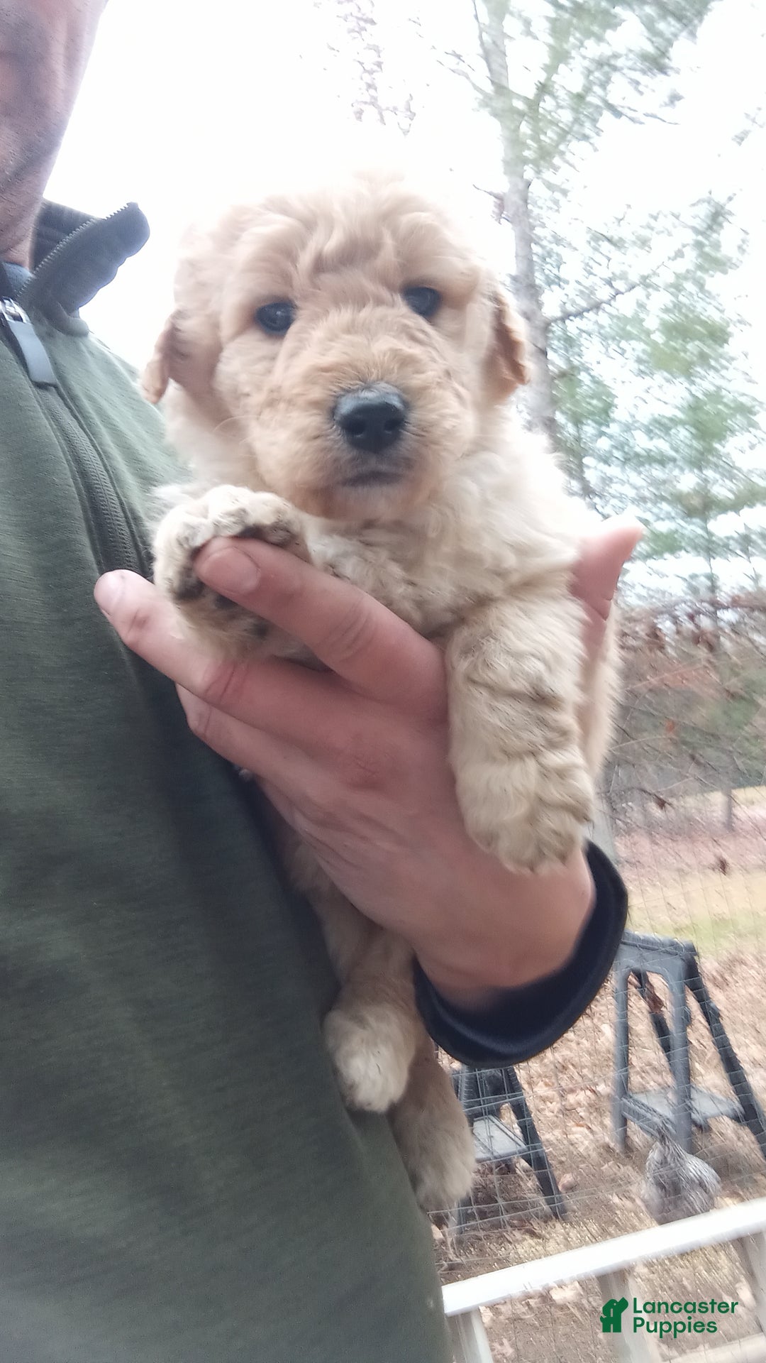 Bernedoodle dogs for sale: Bernedoodle "Boss" - Ad 2