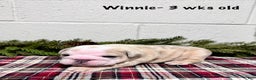 English Bulldog dogs for sale: Winnie - Ad 3