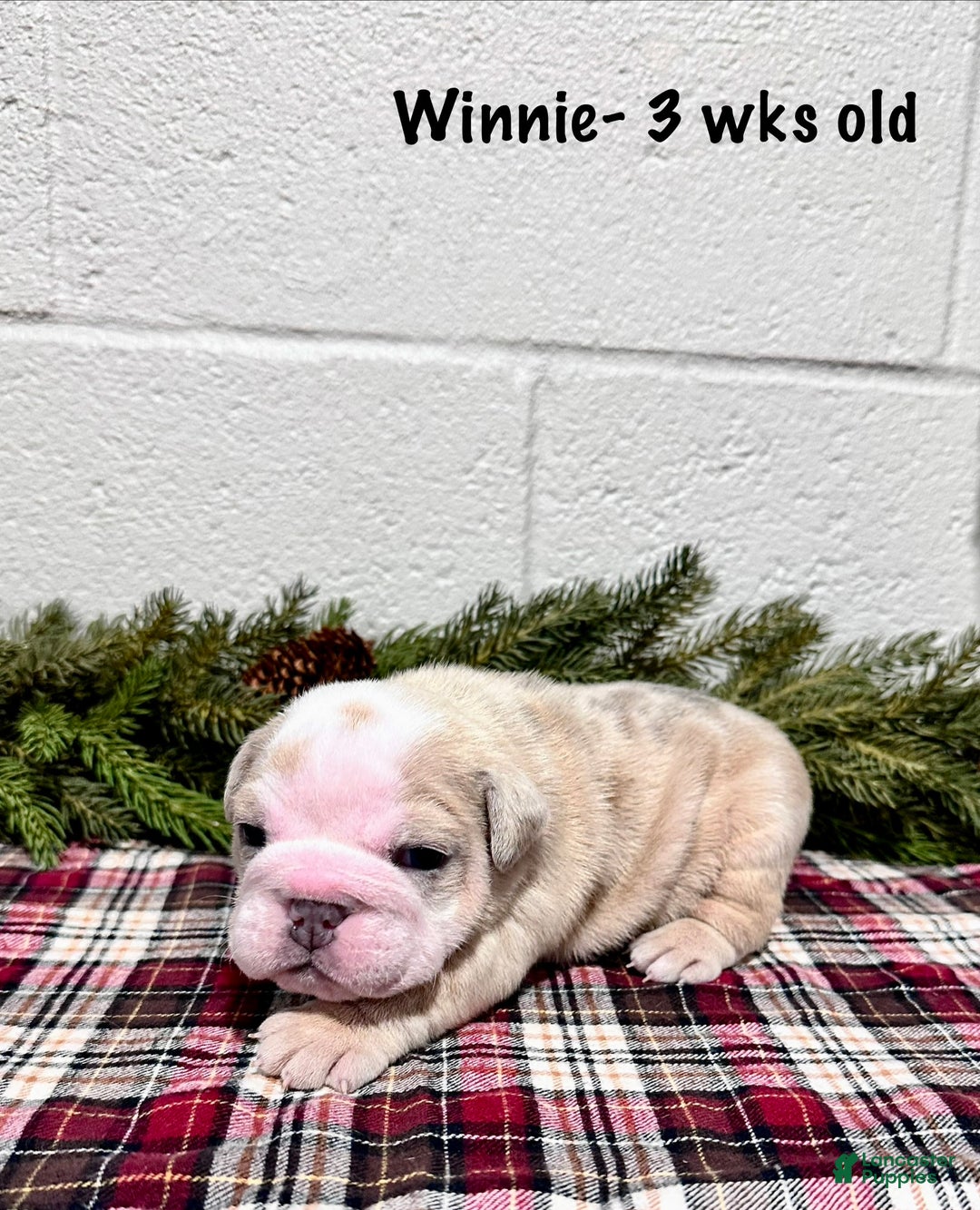 English Bulldog dogs for sale: Winnie - Ad 3