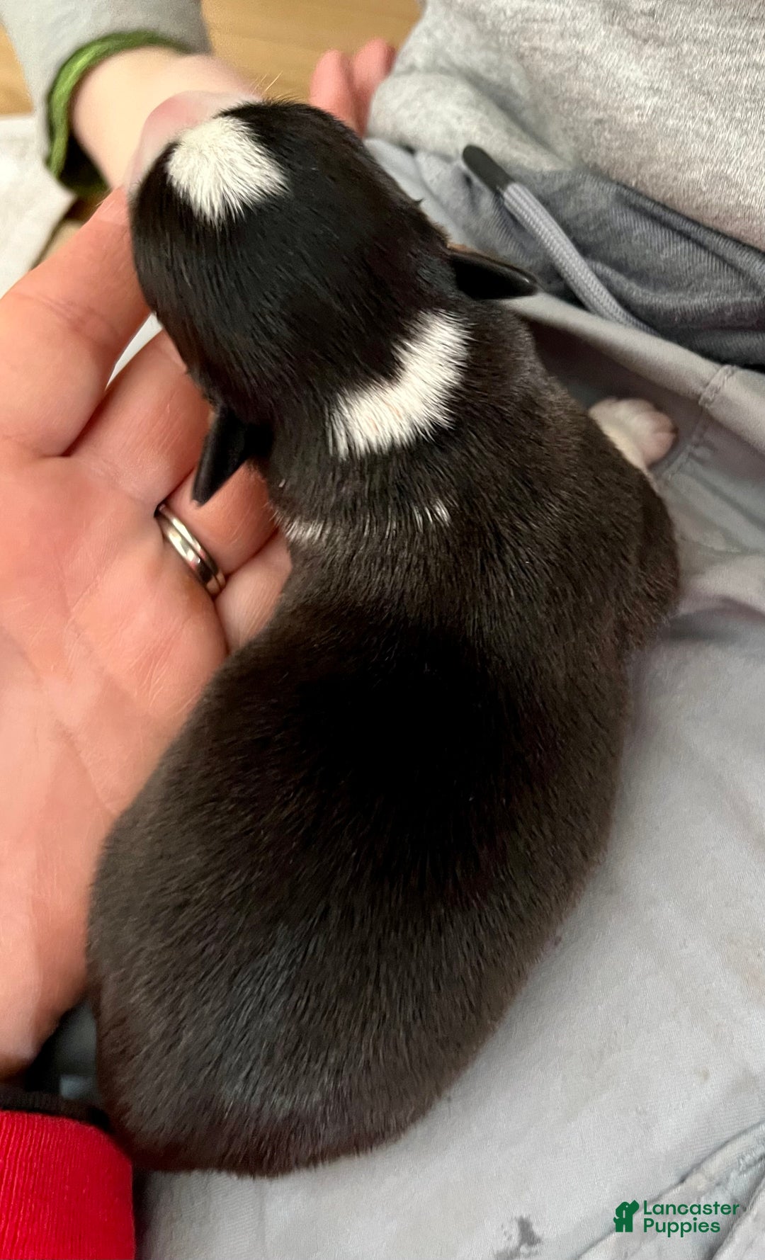 Welsh Corgi Cardigan dogs for sale: Welsh Corgi Cardigan Puppy 8: DeLorean - Ad 2