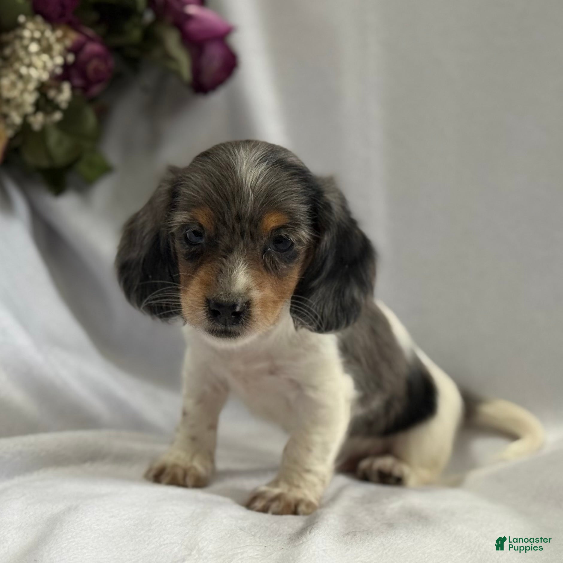 Miniature Dachshund dogs Archer - Ad 2
