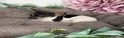 Chihuahua dogs for sale: “Saint” Male Chihuahua  - Ad 4