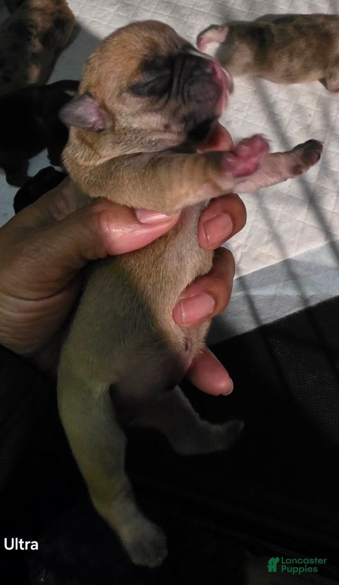 French Bulldog dogs French Bulldog Puppy 3 - Ad 25