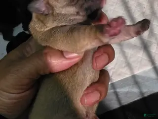 French Bulldog dogs French Bulldog Puppy 3 - Ad 24