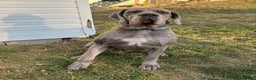 Great Dane dogs for sale: Great Dane Puppy 1 - Ad 2