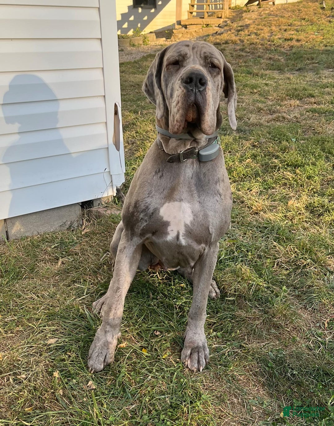 Great Dane dogs for sale: Great Dane Puppy 1 - Ad 2