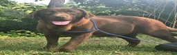 Labrador Retriever dogs for sale: Labrador Retriever 2 - Ad 3