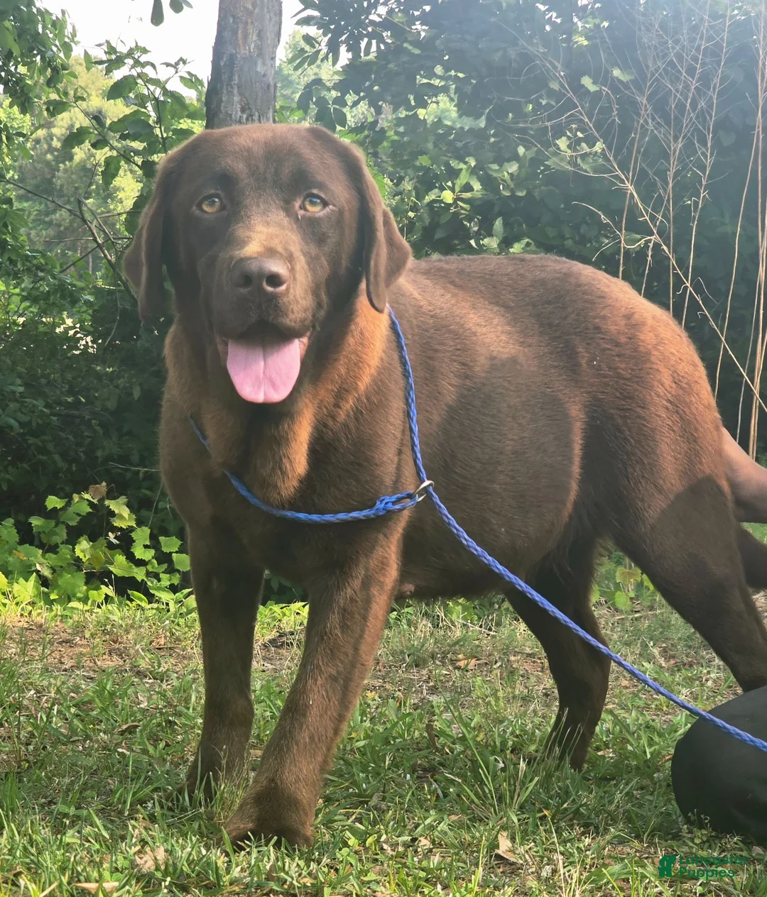 Labrador Retriever dogs for sale: Labrador Retriever 2 - Ad 3
