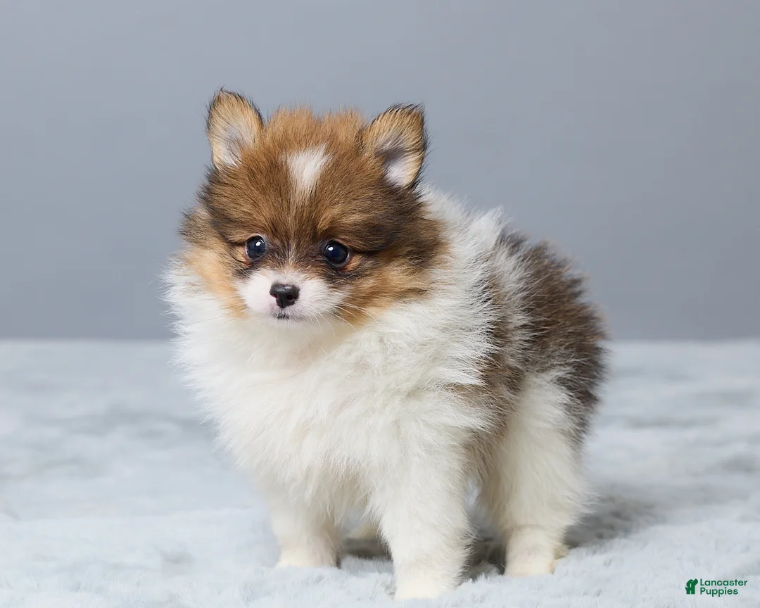 Pomeranian dogs for sale: Lyle - Ad 5