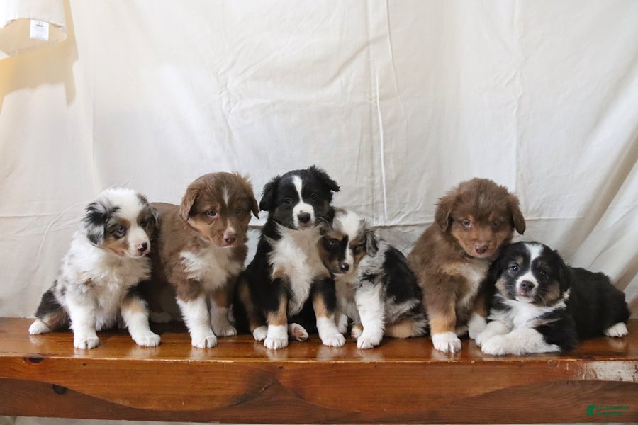 Miniature Australian Shepherd dogs Chief - Ad 2