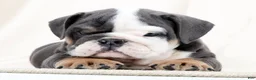 English Bulldog dogs for sale: Blue Buddy - Ad 2
