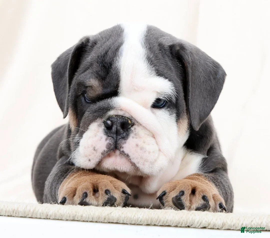 English Bulldog dogs for sale: Blue Buddy - Ad 2