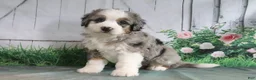 Mini Bernedoodle dogs for sale: Maggie - Ad 3