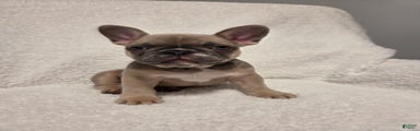 French Bulldog Puppy 3