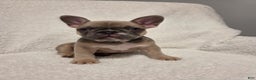 French Bulldog dogs for sale: French Bulldog Puppy 3 - Ad 1