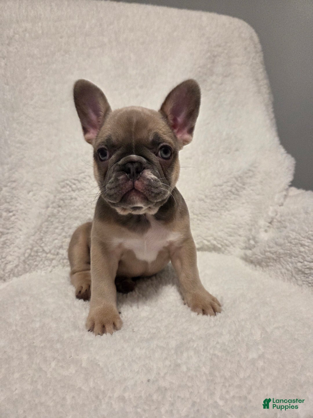French Bulldog dogs for sale: French Bulldog Puppy 3 - Ad 1