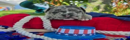 Olde English Bulldogge dogs for sale: Chase - Ad 8
