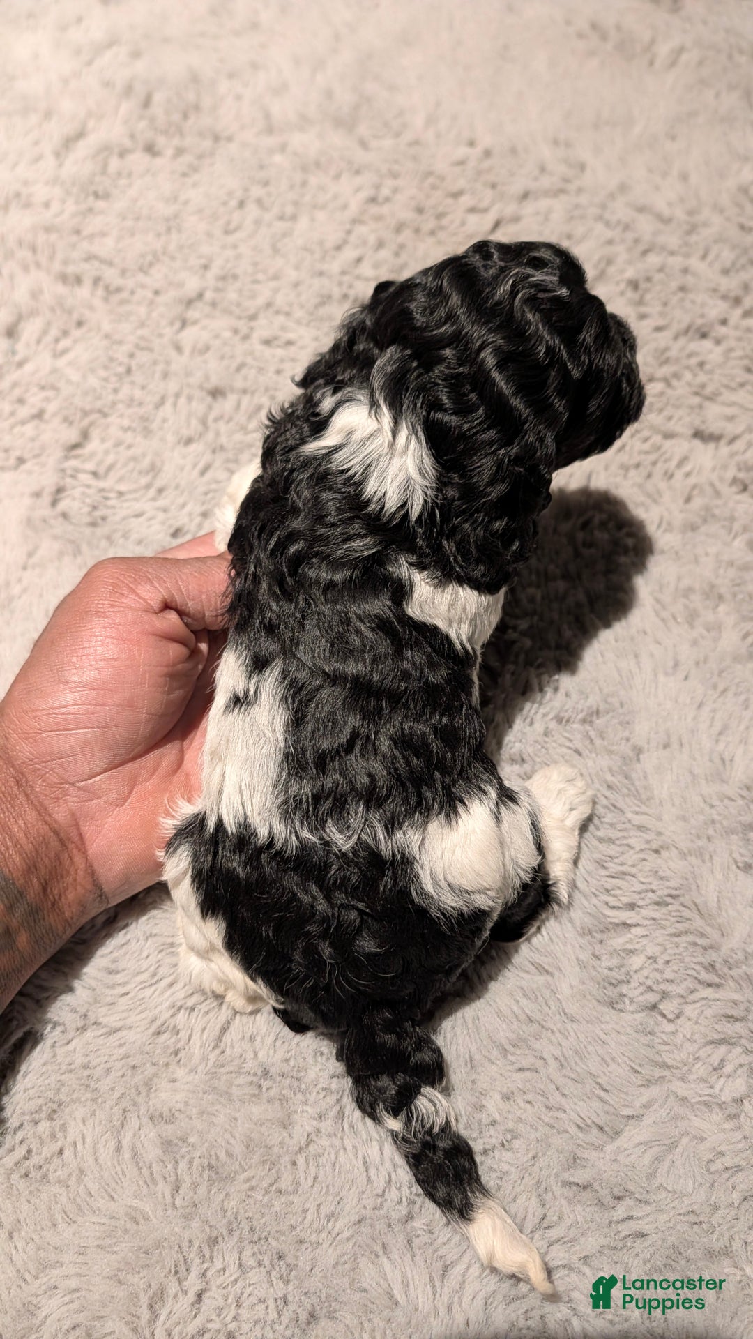 Cockapoo dogs for sale: Raven (F2b) - Ad 5