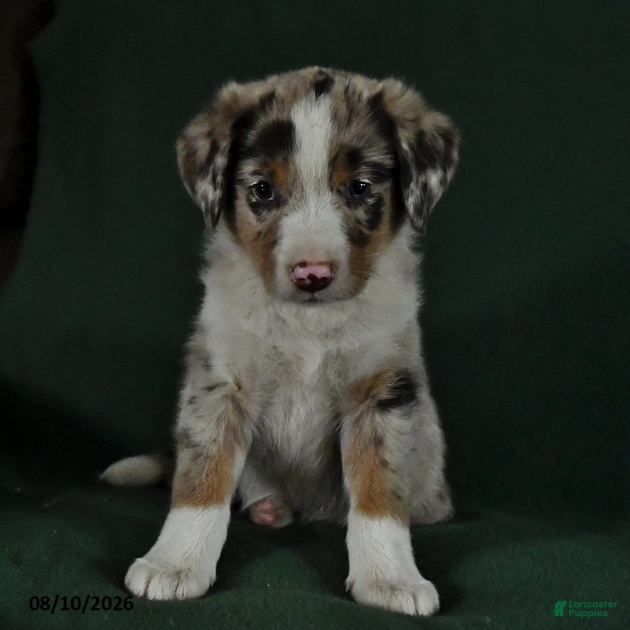 Mixed Breed dogs Blake - Ad 1