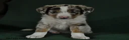 Mixed Breed dogs for sale: Blake - Ad 1