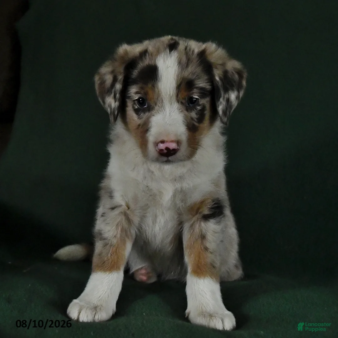 Mixed Breed dogs for sale: Blake - Ad 1