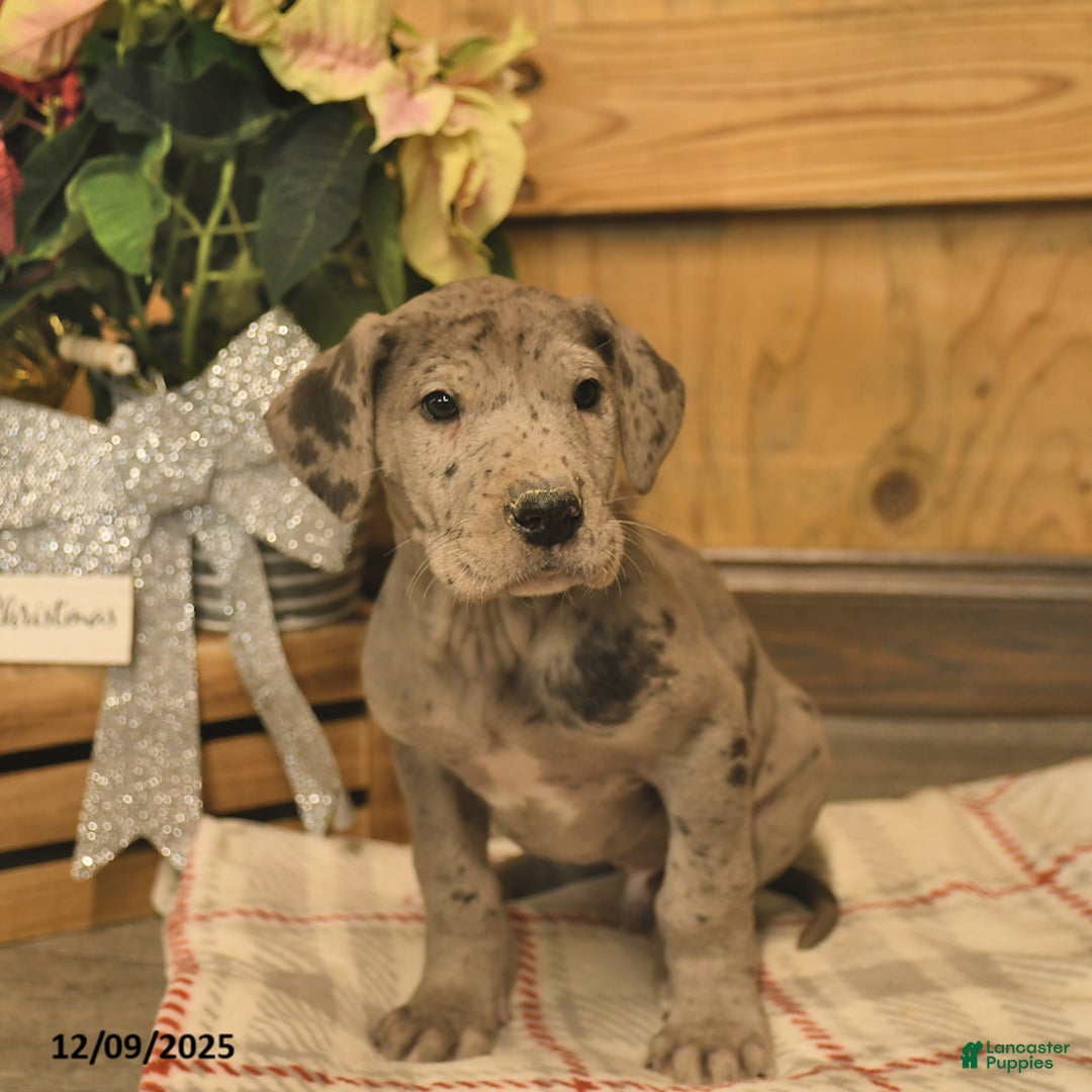 Great Dane dogs for sale: Atlas  - Ad 3