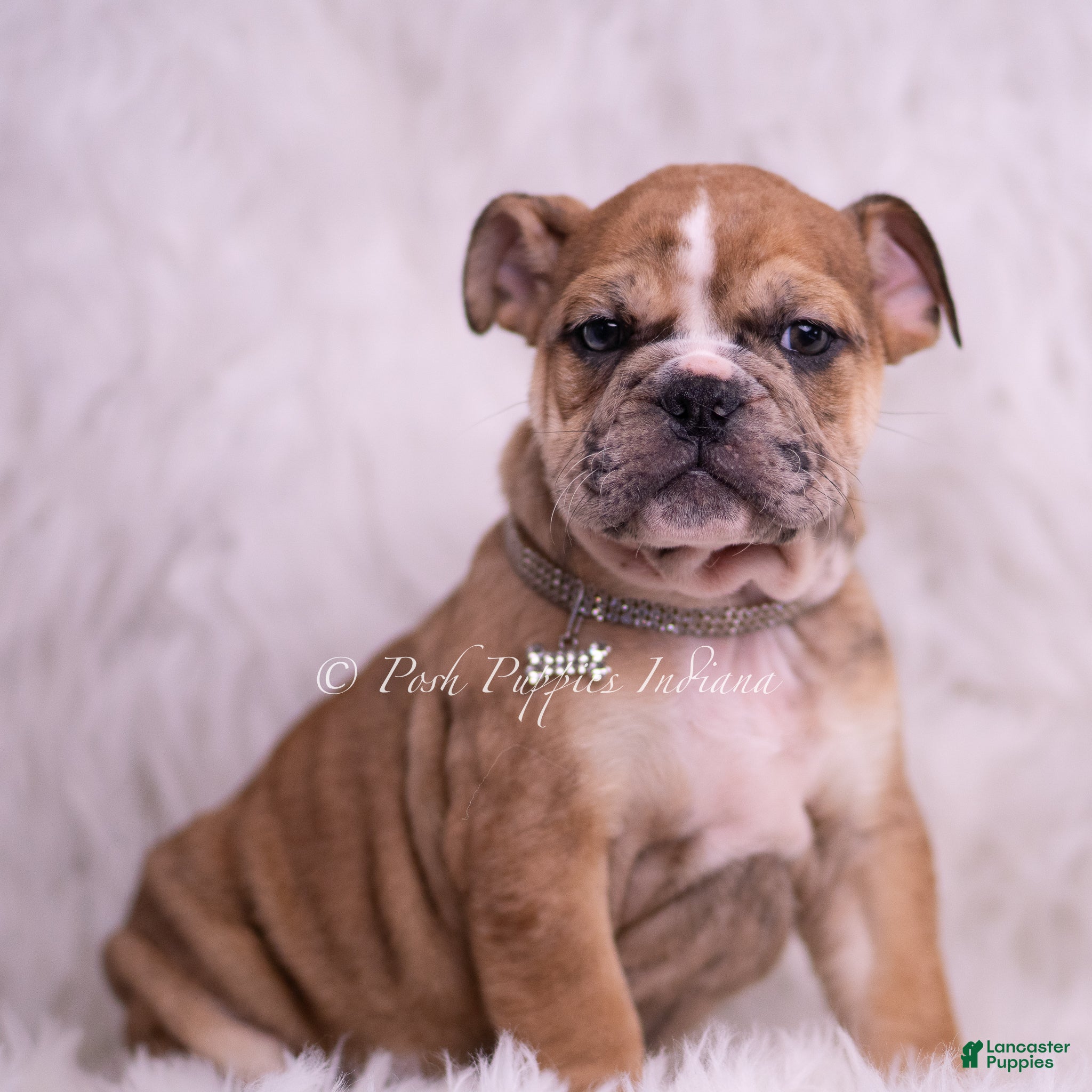 English Bulldog dogs Bruiser - Ad 1