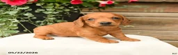 Dachshund dogs for sale: Asher - Ad 3