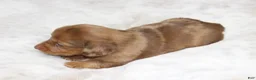 Dachshund dogs for sale: Daisy - Ad 5