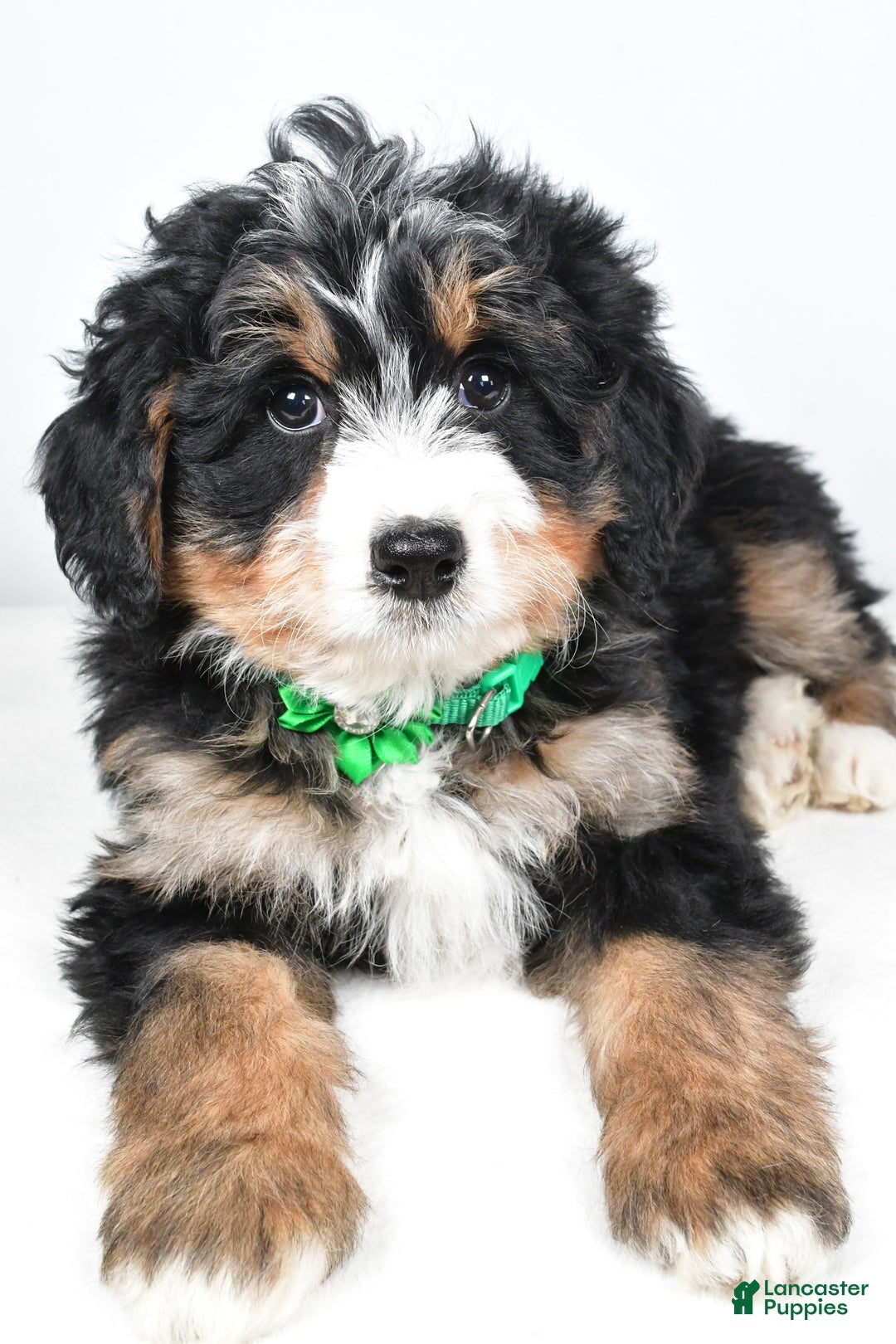 Mini Bernedoodle dogs for sale: Annabell - Ad 4