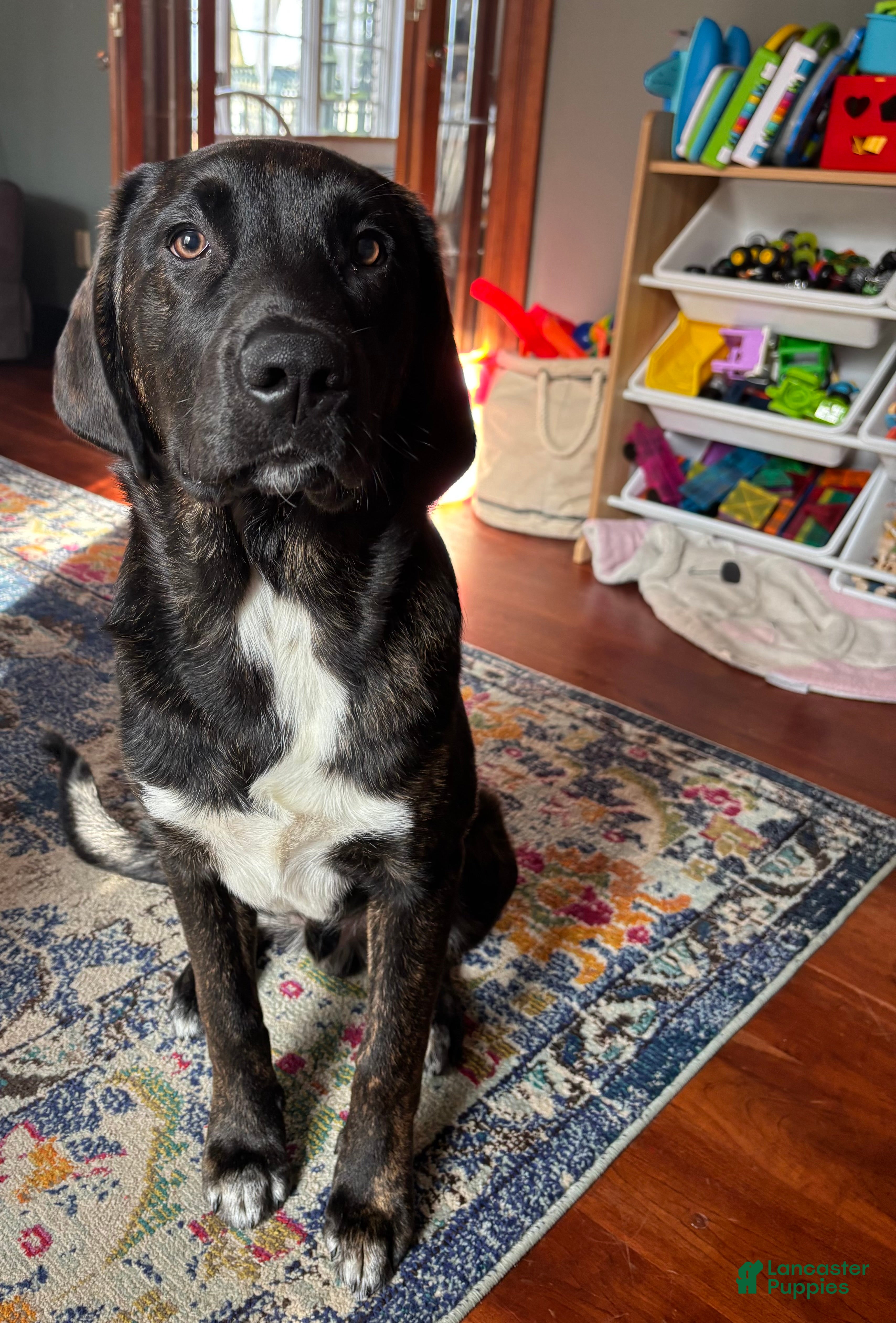 Mixed Breed dogs Mixed Breed Puppy 1 - Ad 27