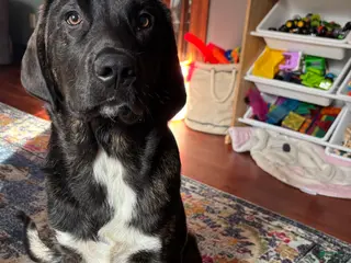 Mixed Breed dogs Mixed Breed Puppy 1 - Ad 27