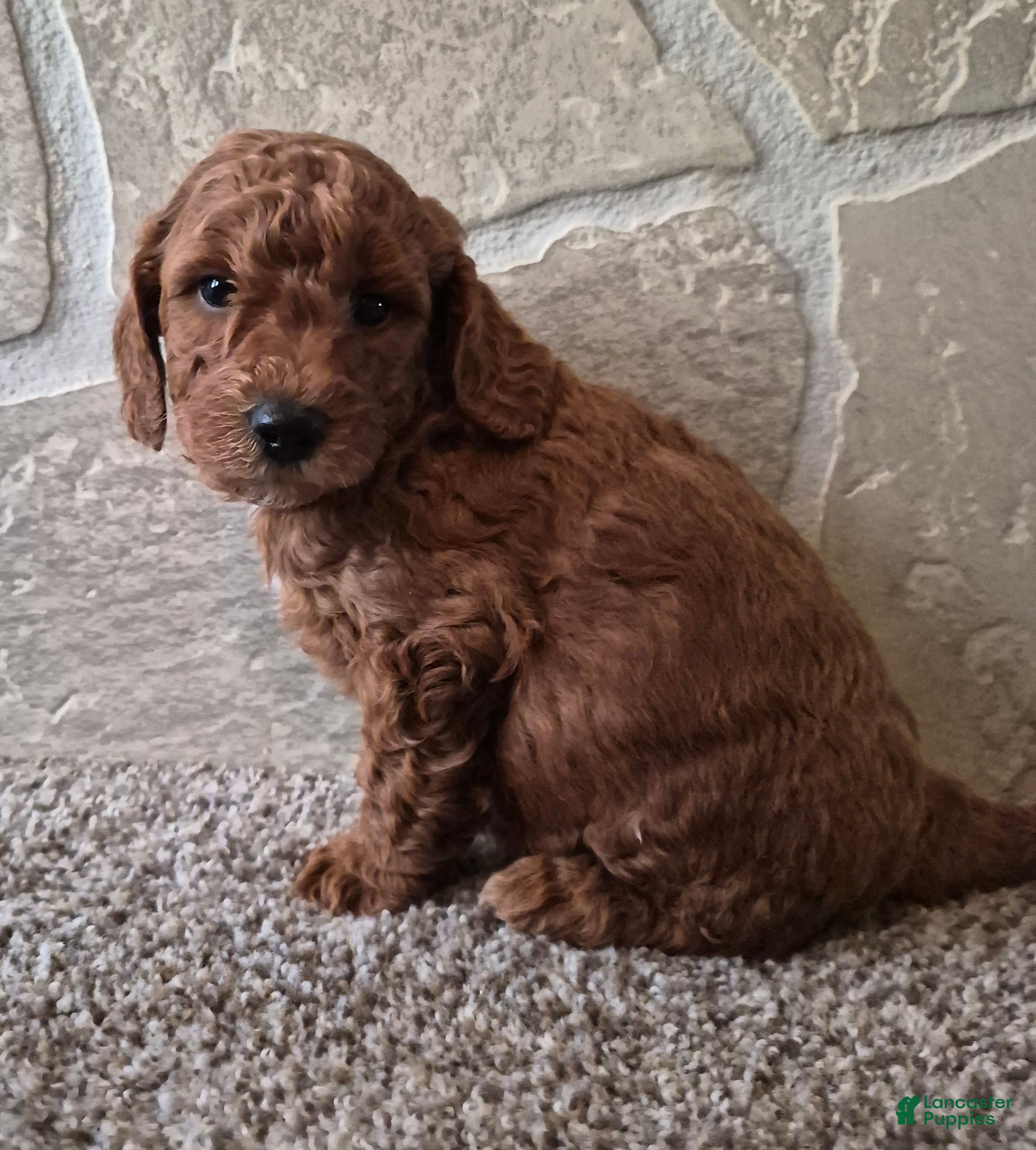 Cavapoo dogs Leo - Ad 1