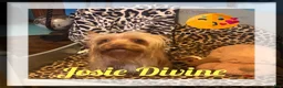 Yorkshire Terrier dogs for sale: AKC Harlow - Ad 7