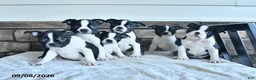 Boston Terrier dogs for sale: Casper - Ad 3
